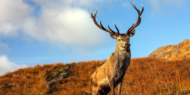 Monarch of the Glen 